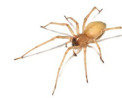 6 Most Common Types of Spiders in Orange County