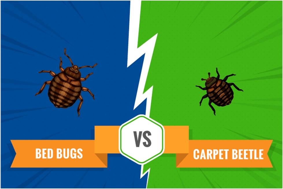 Carpet Beetles vs Bed Bugs