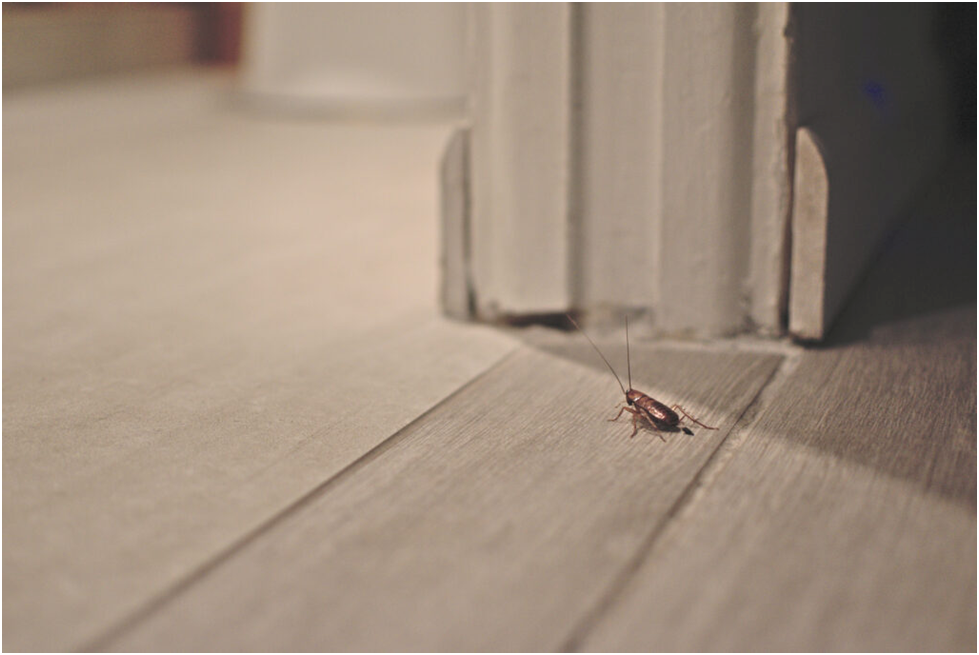 Cockroaches